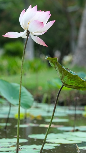 夏日荷塘盛开的荷花图片
